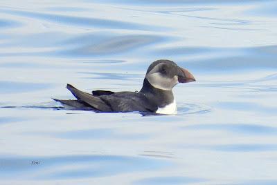 SALIDA PELÁGICA DESDE SANTURTZI (PARTE 2)