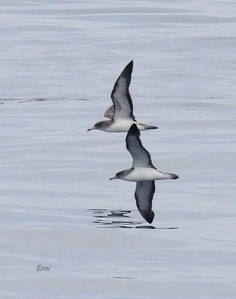 SALIDA PELÁGICA DESDE SANTURTZI (PARTE 2)