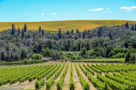 Valle de Walla Walla