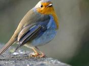 Limerick, Irlanda: historia cultura corazón Munster