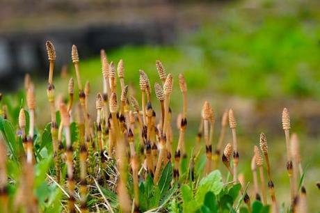 Cola de Caballo, la inolvidable ruta del Valle de Ordesa Cola de Caballo, la inolvidable ruta del Valle de Ordesa