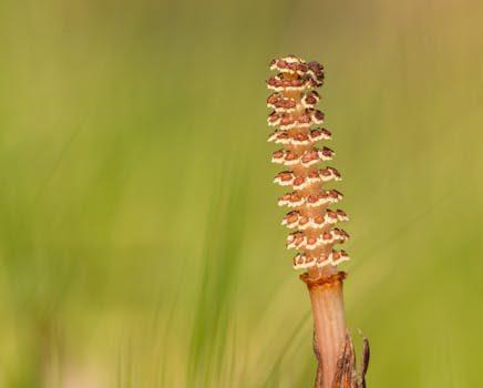 Cola de Caballo, la inolvidable ruta del Valle de Ordesa Cola de Caballo, la inolvidable ruta del Valle de Ordesa