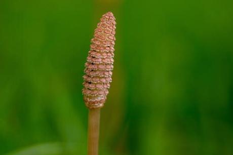 Cola de Caballo, la inolvidable ruta del Valle de Ordesa Cola de Caballo, la inolvidable ruta del Valle de Ordesa