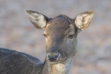 Los Charcos de Quesa: las piscinas naturales del río Grande