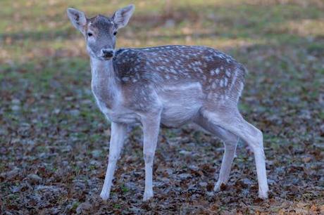 Los Charcos de Quesa: las piscinas naturales del río Grande