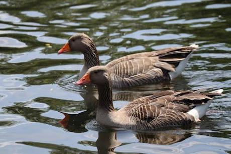 El Toulouse más refrescante: una ciudad y seis planes para disfrutar del verano