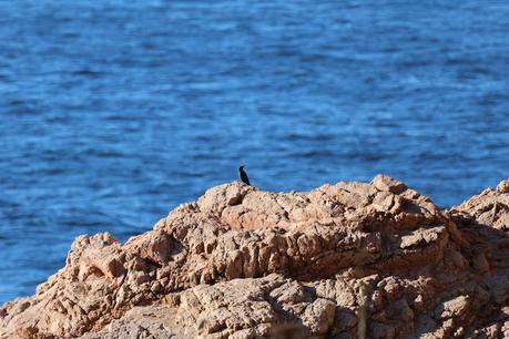 Un Roquero Solitario en la Costa Catalana