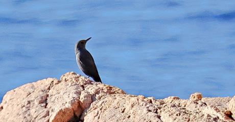 Un Roquero Solitario en la Costa Catalana