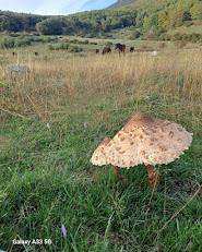 Macrolepiota procera
