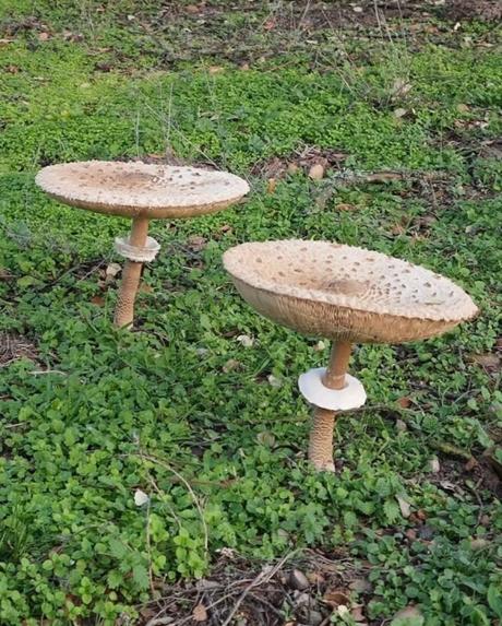 Macrolepiota procera