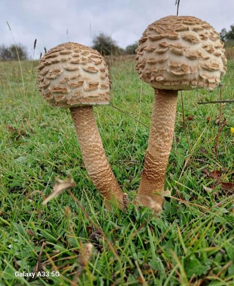 Macrolepiota procera