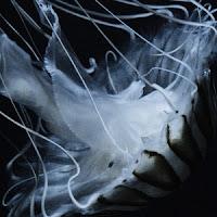 The Horrors estrenan Lotus Eater