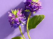 bakuchiol alternativa natural retinol