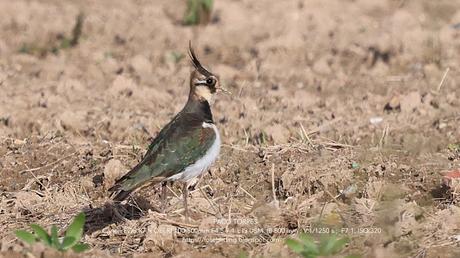 Alcaravanes, Chorlitos dorados, Avefrías y otras especies