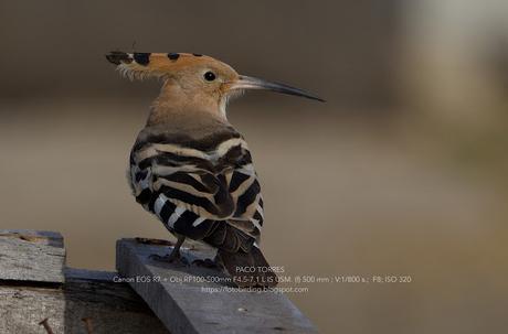 Alcaravanes, Chorlitos dorados, Avefrías y otras especies