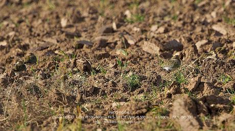 Alcaravanes, Chorlitos dorados, Avefrías y otras especies