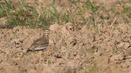 Alcaravanes, Chorlitos dorados, Avefrías y otras especies