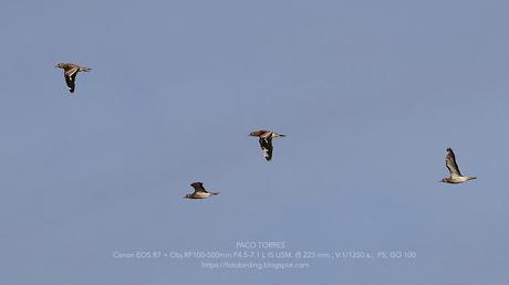 Alcaravanes, Chorlitos dorados, Avefrías y otras especies