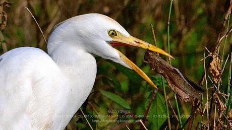 Alcaravanes, Chorlitos dorados, Avefrías y otras especies