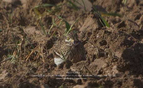 Alcaravanes, Chorlitos dorados, Avefrías y otras especies
