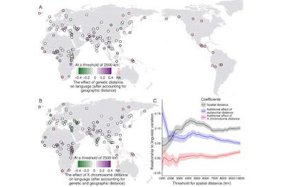 ¿Cómo nuestra primera lengua se refleja en nuestros genes? ¿Cómo nuestra primera lengua se refleja en nuestros genes?