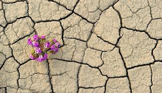 Resiliencia y Gestión del Cambio: El Arte de Fluir con la Vida