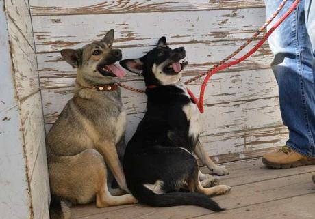 Rescatan a perritas en situación de abandono en la colonia Nuevo Foresta de Soledad de Graciano Sánchez