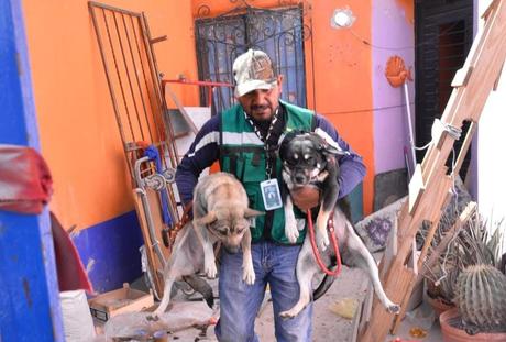 Rescatan a perritas en situación de abandono en la colonia Nuevo Foresta de Soledad de Graciano Sánchez