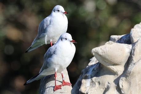 Gaviotas Reidoras con anilla en el Parc de la Ciutadella Gaviotas Reidoras con anilla en el Parc de la Ciutadella