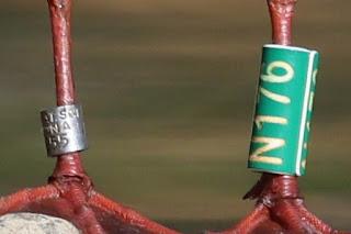 Gaviotas Reidoras con anilla en el Parc de la Ciutadella Gaviotas Reidoras con anilla en el Parc de la Ciutadella