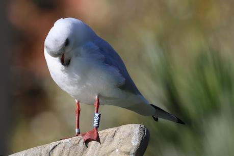 Gaviotas Reidoras con anilla en el Parc de la Ciutadella Gaviotas Reidoras con anilla en el Parc de la Ciutadella