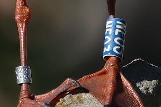 Gaviotas Reidoras con anilla en el Parc de la Ciutadella Gaviotas Reidoras con anilla en el Parc de la Ciutadella