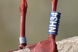 Gaviotas Reidoras con anilla en el Parc de la Ciutadella Gaviotas Reidoras con anilla en el Parc de la Ciutadella