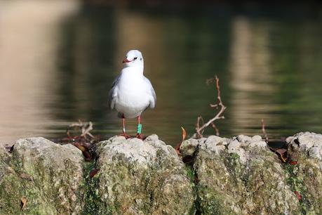 Gaviotas Reidoras con anilla en el Parc de la Ciutadella Gaviotas Reidoras con anilla en el Parc de la Ciutadella