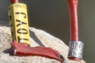 Gaviotas Reidoras con anilla en el Parc de la Ciutadella Gaviotas Reidoras con anilla en el Parc de la Ciutadella