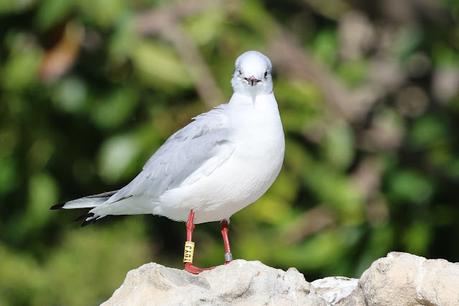 Gaviotas Reidoras con anilla en el Parc de la Ciutadella Gaviotas Reidoras con anilla en el Parc de la Ciutadella