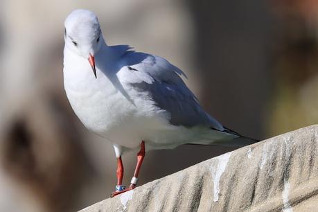 Gaviotas Reidoras con anilla en el Parc de la Ciutadella Gaviotas Reidoras con anilla en el Parc de la Ciutadella