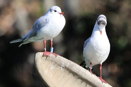 Gaviotas Reidoras con anilla en el Parc de la Ciutadella Gaviotas Reidoras con anilla en el Parc de la Ciutadella