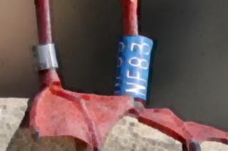 Gaviotas Reidoras con anilla en el Parc de la Ciutadella Gaviotas Reidoras con anilla en el Parc de la Ciutadella