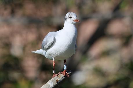 Gaviotas Reidoras con anilla en el Parc de la Ciutadella Gaviotas Reidoras con anilla en el Parc de la Ciutadella
