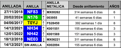 Gaviotas Reidoras con anilla en el Parc de la Ciutadella Gaviotas Reidoras con anilla en el Parc de la Ciutadella
