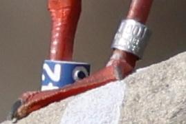 Gaviotas Reidoras con anilla en el Parc de la Ciutadella Gaviotas Reidoras con anilla en el Parc de la Ciutadella