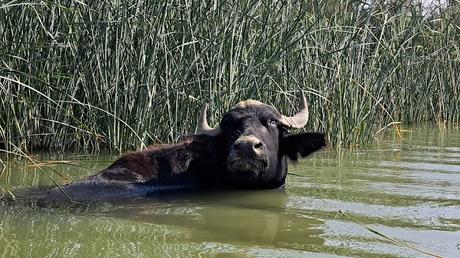IRAK : LOS ÚLTIMOS ÁRABES DE LAS MARISMAS IRAK : LOS ÚLTIMOS ÁRABES DE LAS MARISMAS