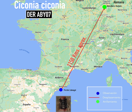 Cigüeña blanca DER ABY07