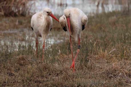 Cigüeña blanca DER ABY07