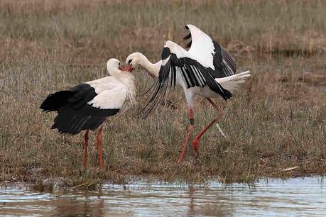Cigüeña blanca DER ABY07
