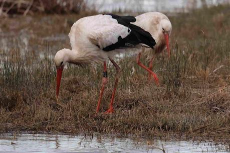 Cigüeña blanca DER ABY07