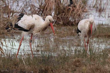 Cigüeña blanca DER ABY07