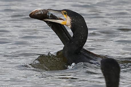 Cormoran grande en acción Cormoran grande en acción
