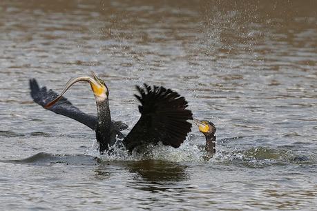 Cormoran grande en acción Cormoran grande en acción
